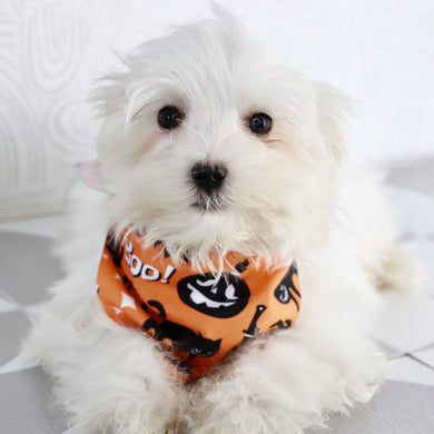 Harlie - Available Now