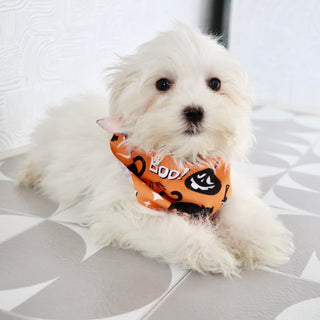 Harlie - Available Now