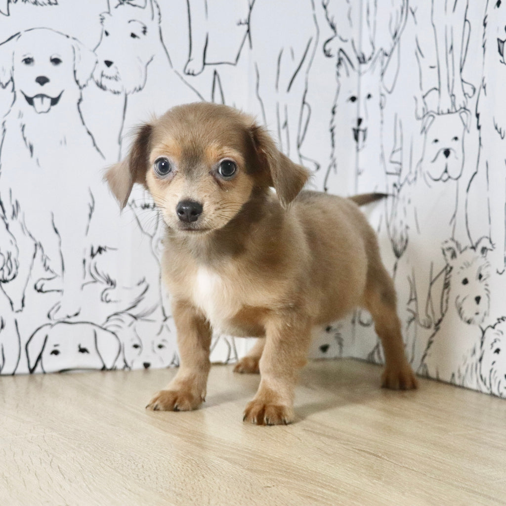 Oscar - Available Now