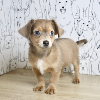 Oscar - Available Now