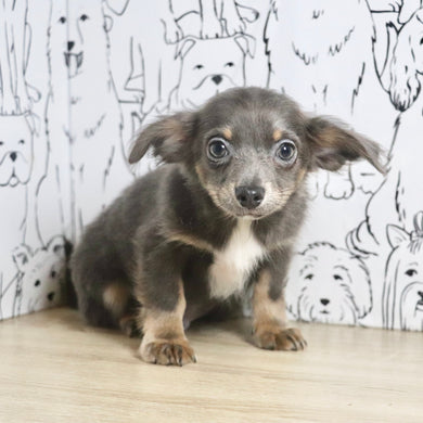 Ollie - Available Now