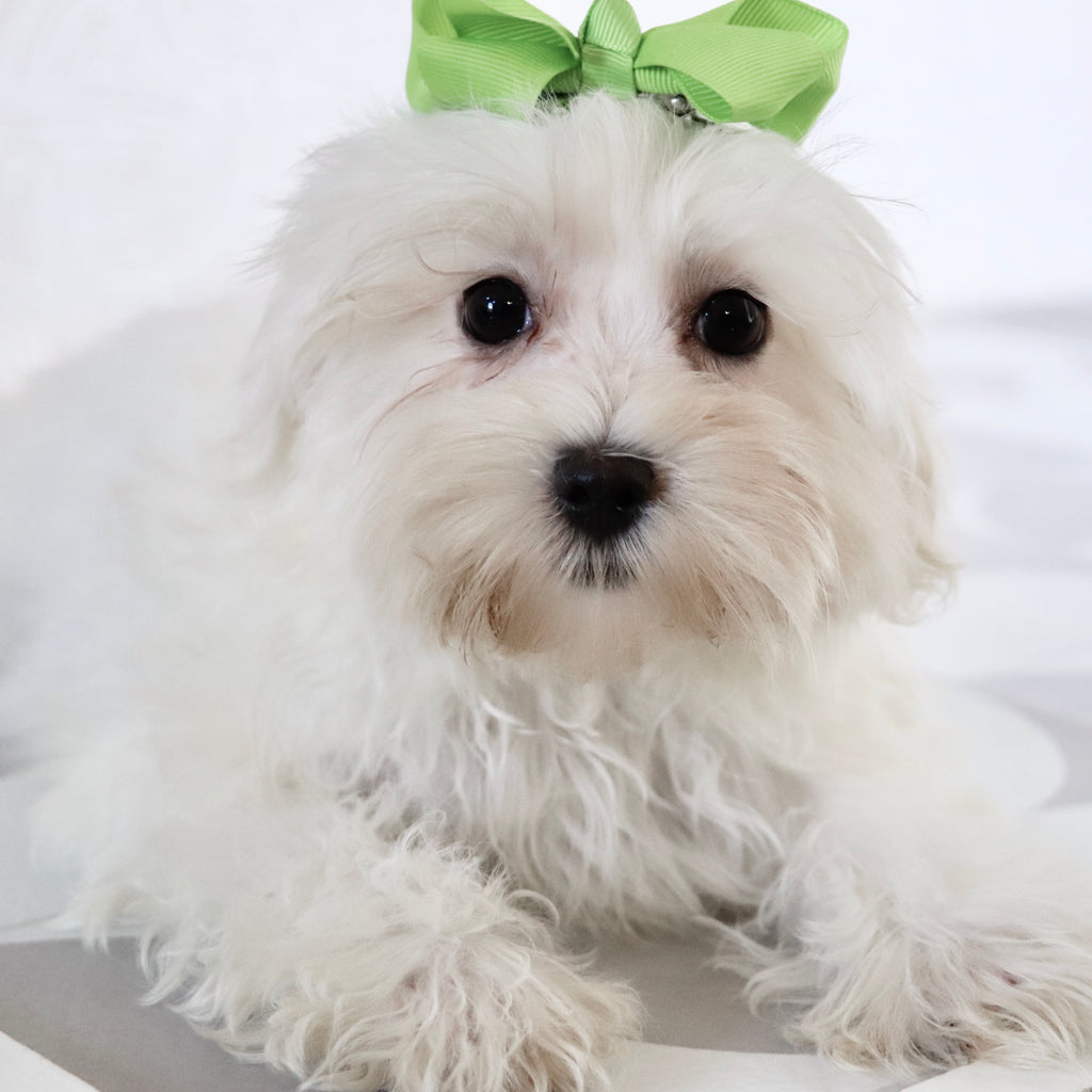 Nika - Available Now