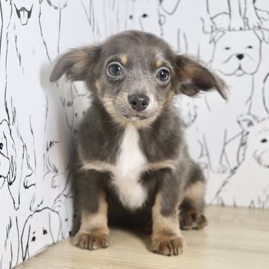 Ollie - Available Now