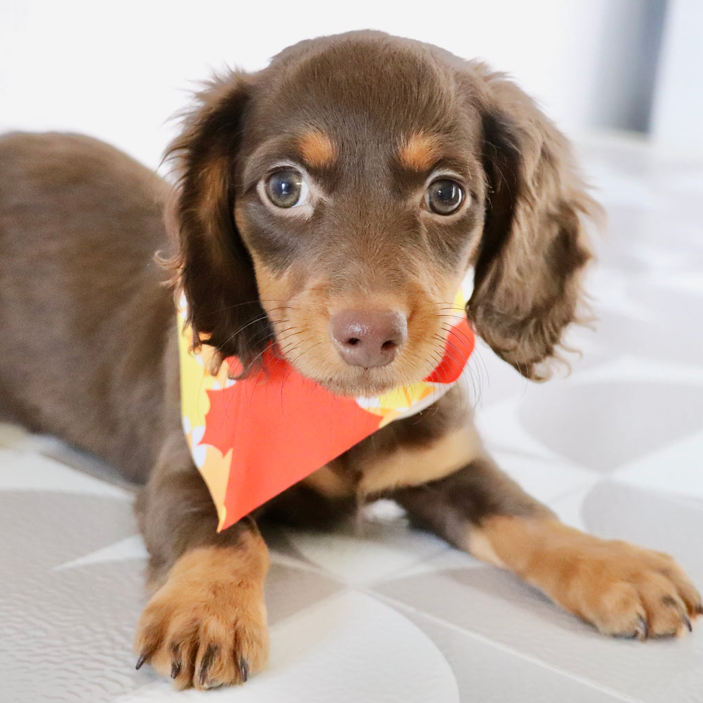 Macy - Available Now