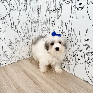 Jodie - Available Now