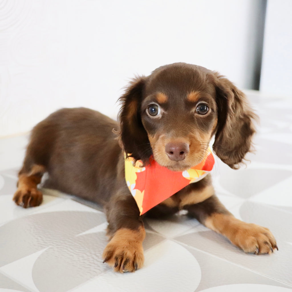 Macy - Available Now