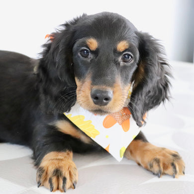 Karl - Available Now