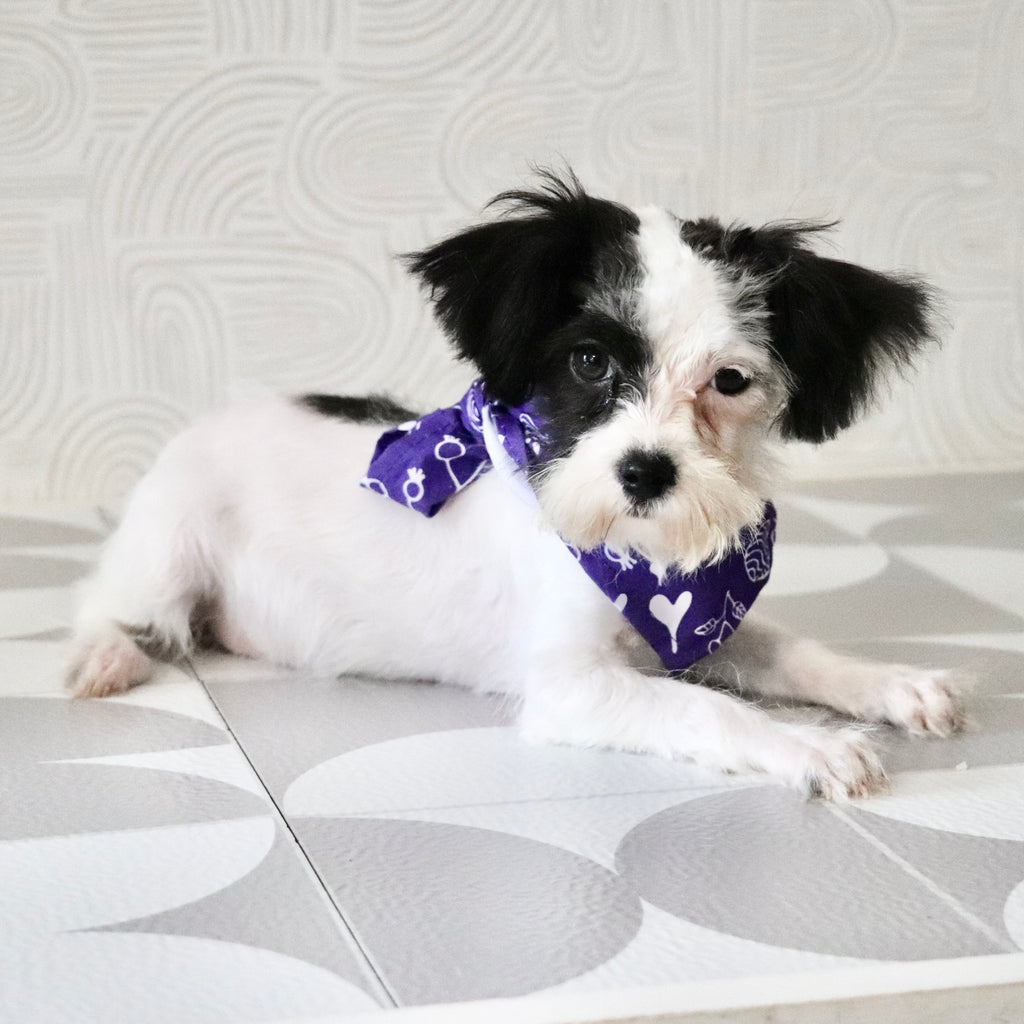 Dara - Available Now
