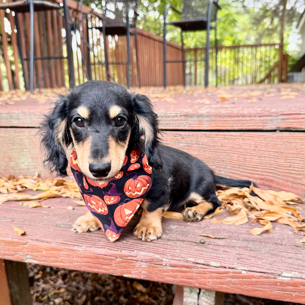 Bruno - *PRE-TRAINED* Available 10/26