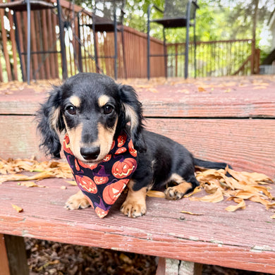 Bruno - *PRE-TRAINED* Available 10/26
