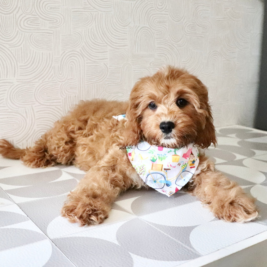 Polly - Available Now