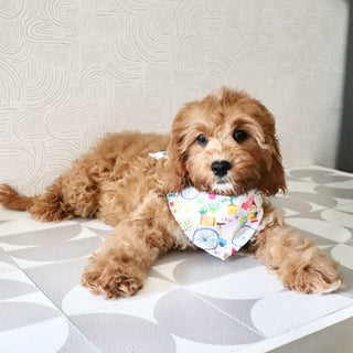 Polly - Available Now