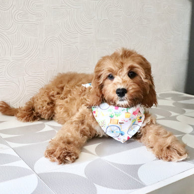Polly - Available Now