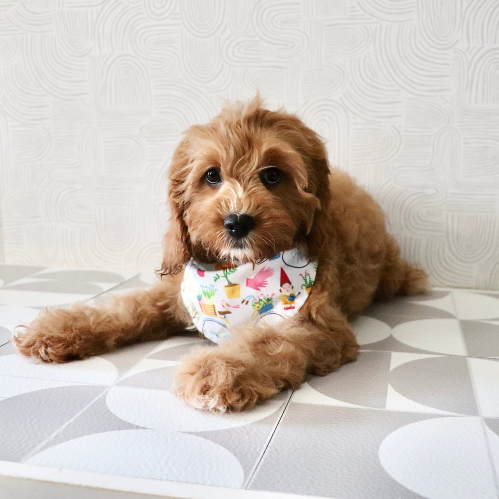 Polly - Available Now
