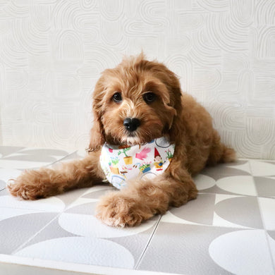 Polly - Available Now