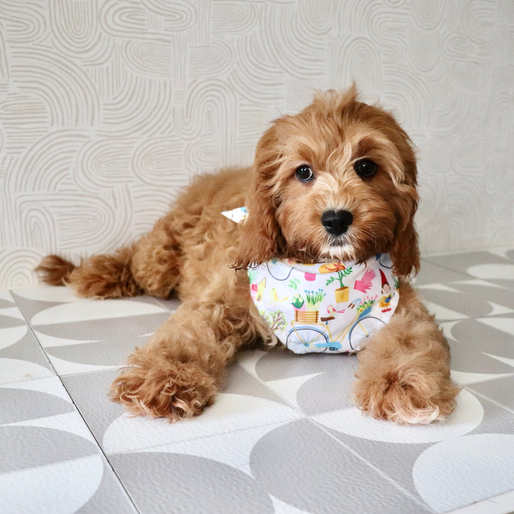 Polly - Available Now