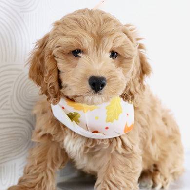 Finn - Available Now