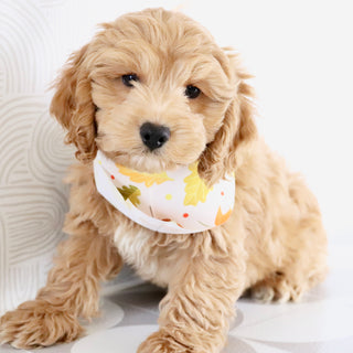 Finn - Available Now