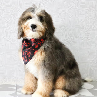 Charlie *PRE-TRAINED* - Available Now