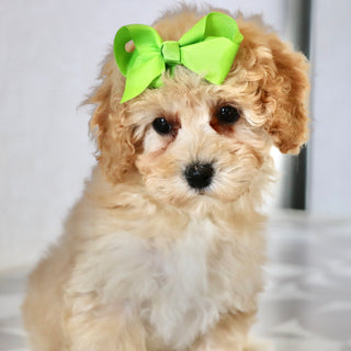 Anastasia - Available Now