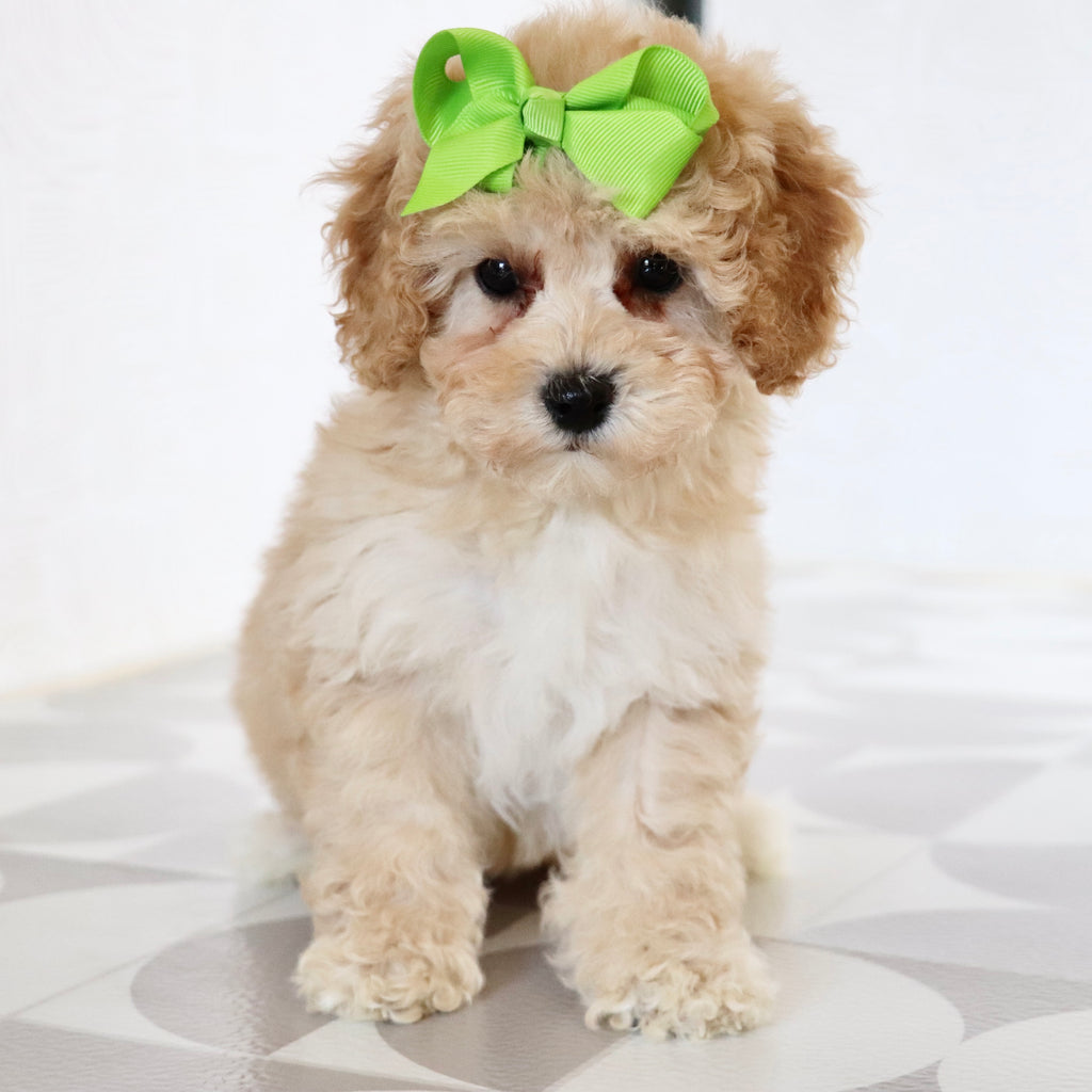 Anastasia - Available Now