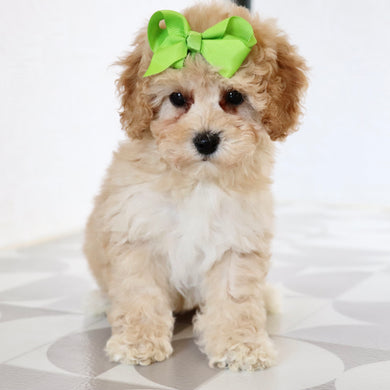 Anastasia - Available Now