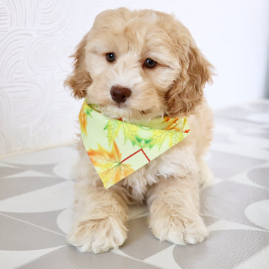 Theodor - Available Now