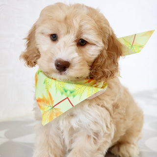 Theodor - Available Now