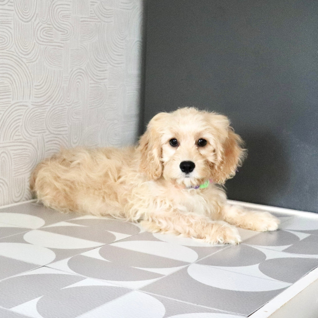 Jangles - Available Now