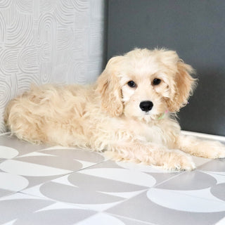 Jangles - Available Now