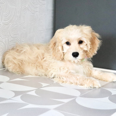 Jangles - Available Now