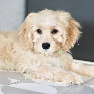 Jangles - Available Now