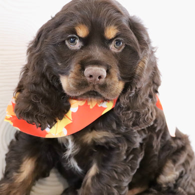 Barry - Available Now