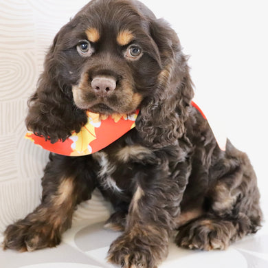 Barry - Available Now