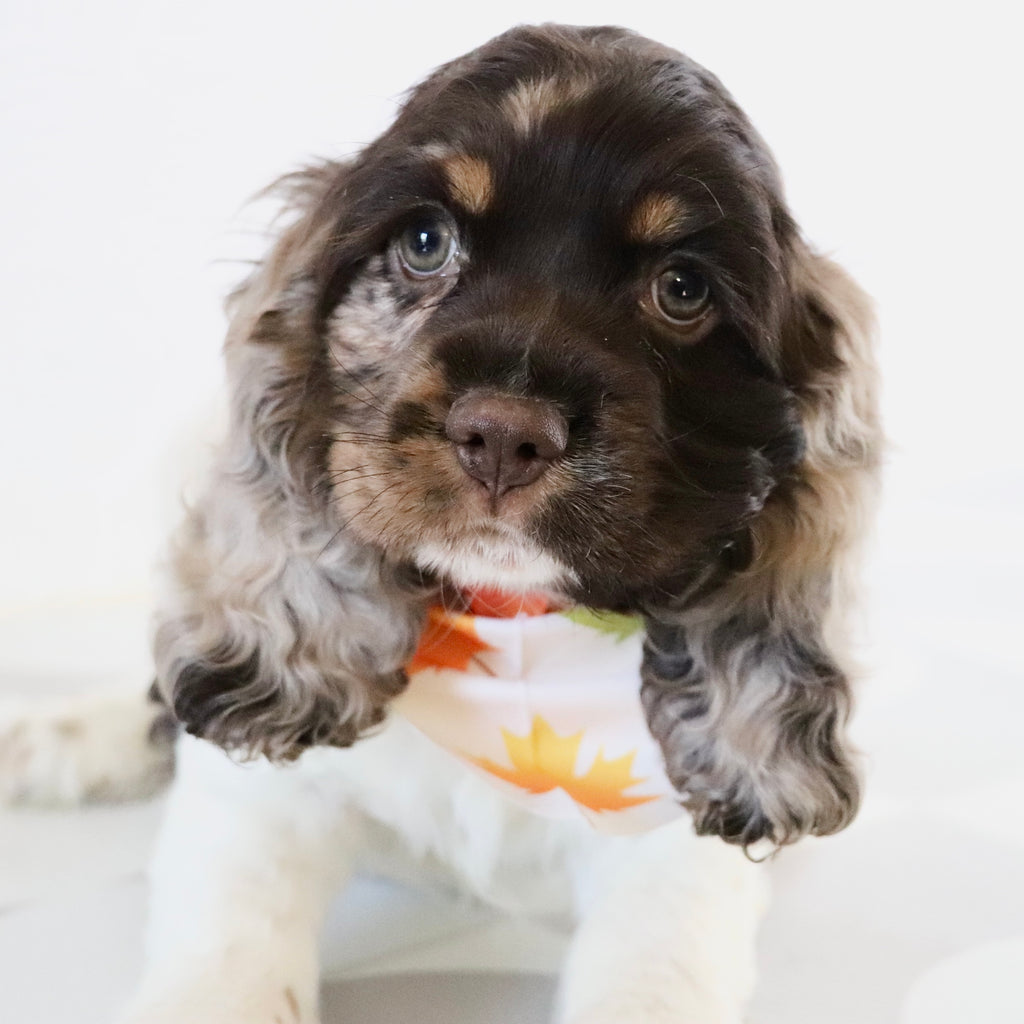 Carter - Available Now