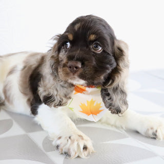 Carter - Available Now