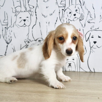 Lana - Available Now