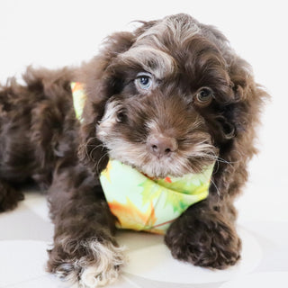 Cary - Available Now