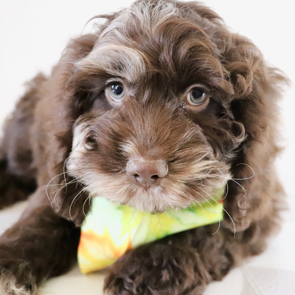 Cary - Available Now