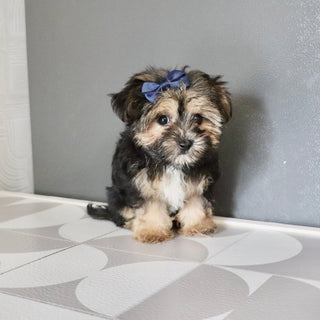 Sunny - Available Now
