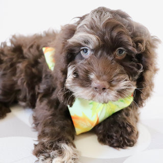 Cary - Available Now