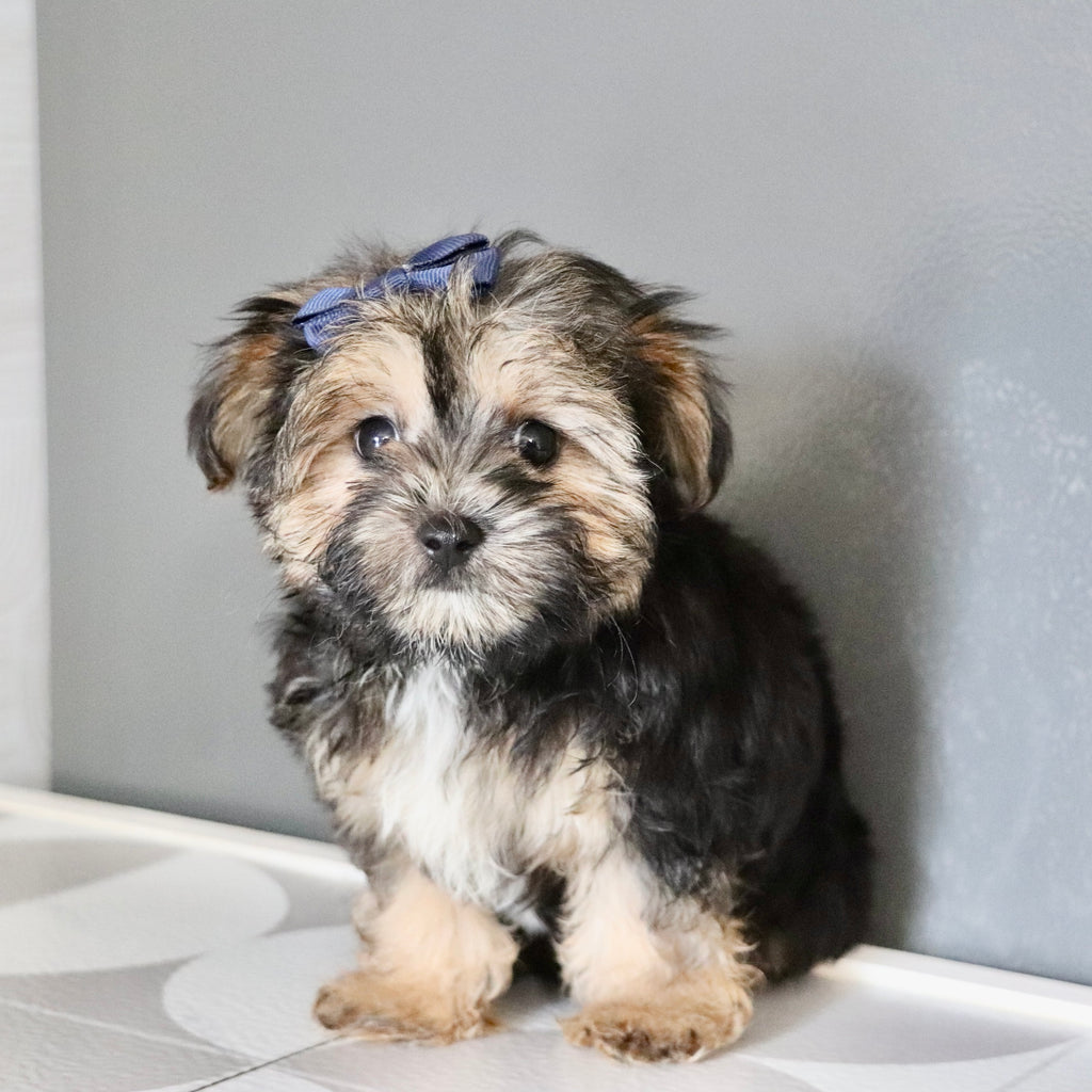 Sunny - Available Now