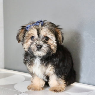 Sunny - Available Now