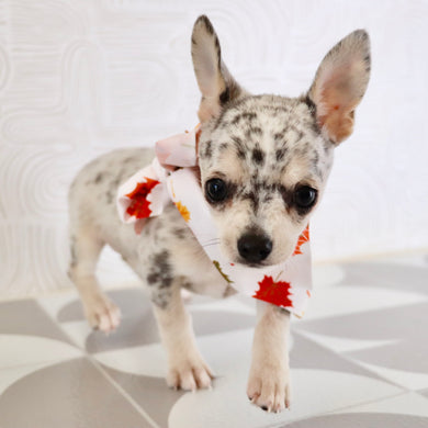 Timon - Available Now