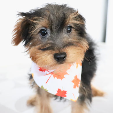 Liam - Available Now