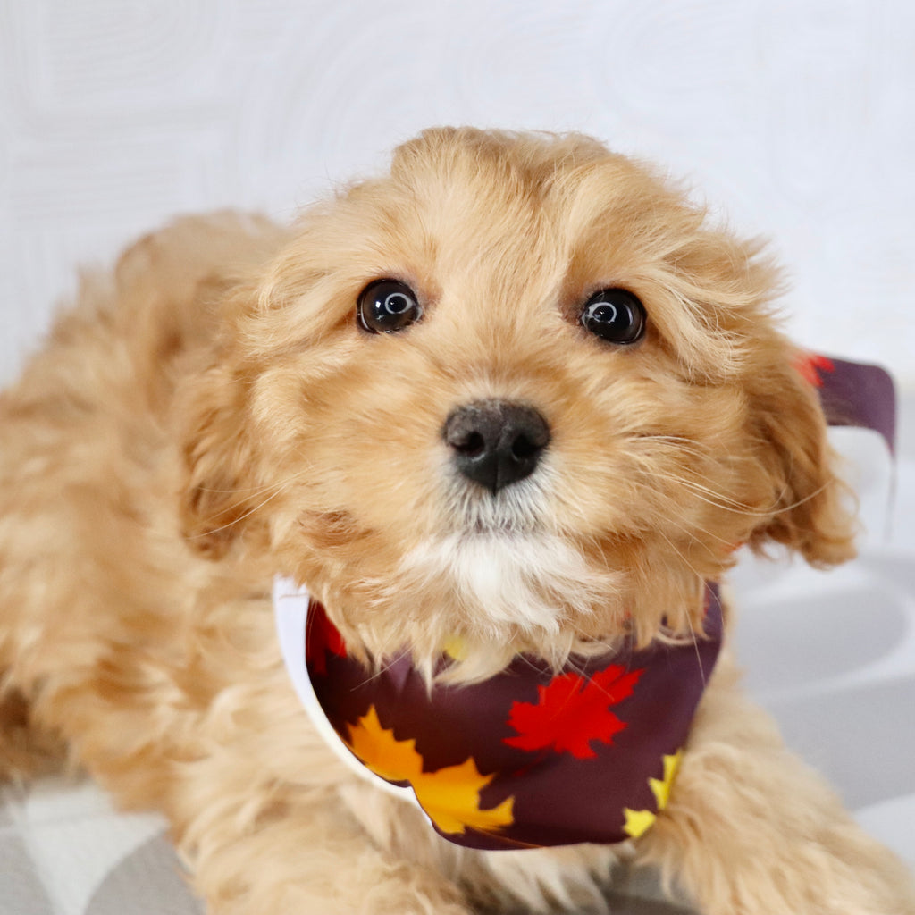 Maria - available Now