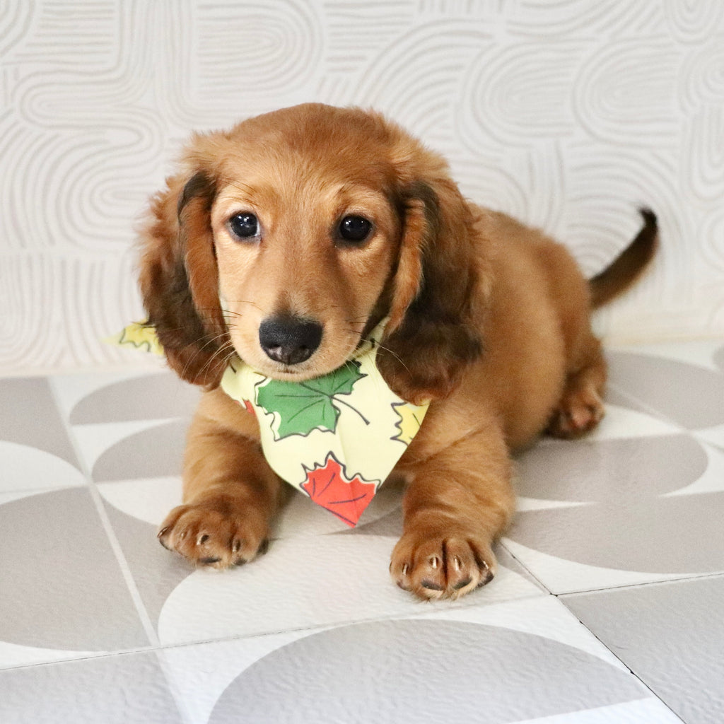 Patrick - Available Now