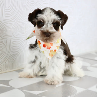 Rainier - Available Now