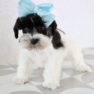 Gracie - Available Now