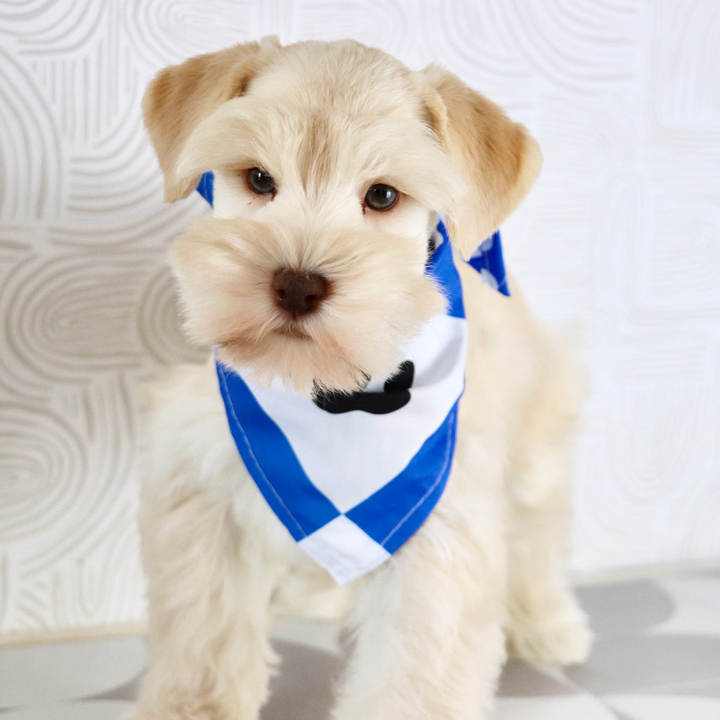 Myles - Available Now